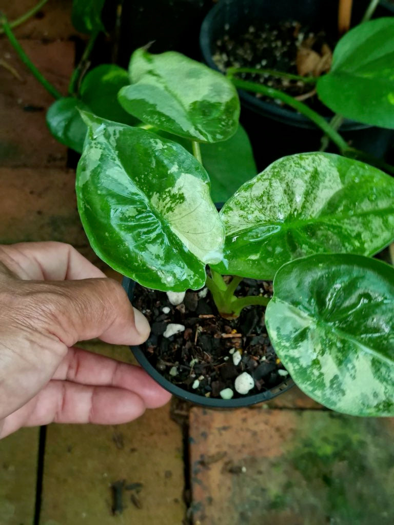 Alocasia - Wentii Variegated