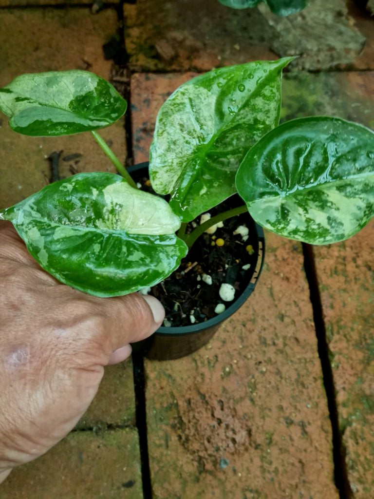 Alocasia - Wentii Variegated