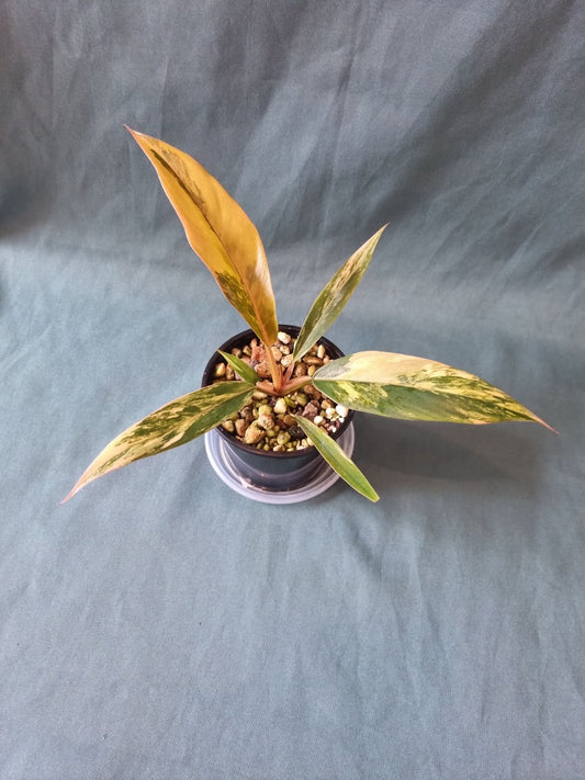 Philodendron - Caramel Marble Variegated