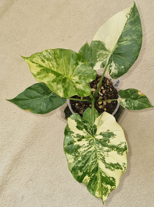 Alocasia - Gageana Aurea