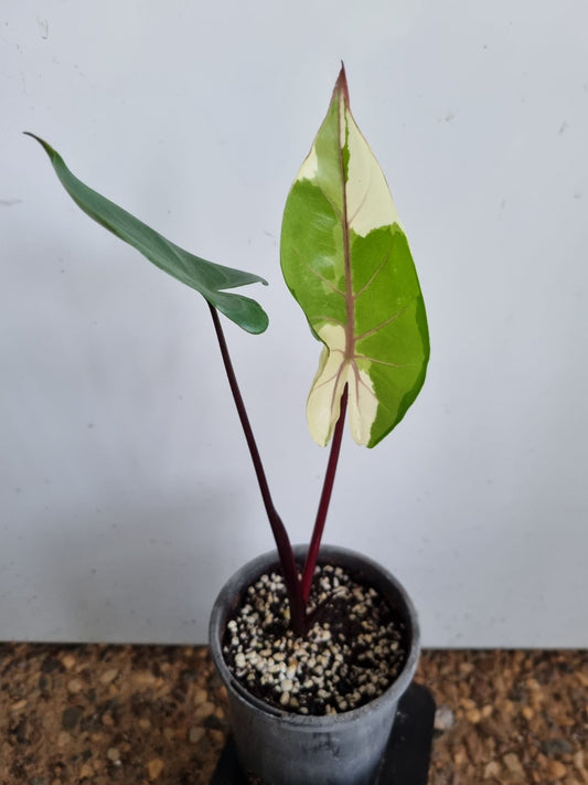 Alocasia - Black Stem Var.