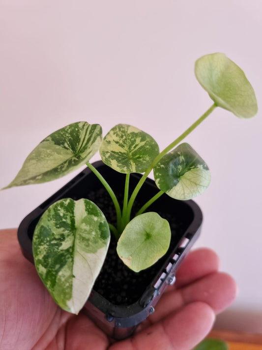 Alocasia - Sinuata Variegated Var.