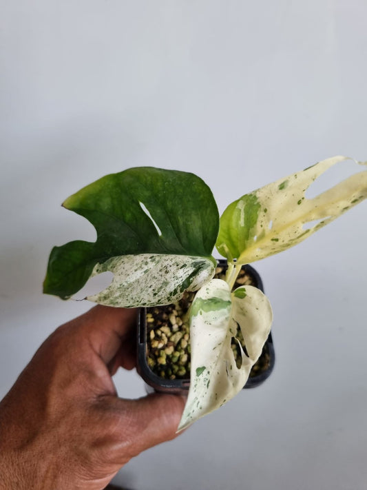 Epipremnum Pannatum - Marble Variegated