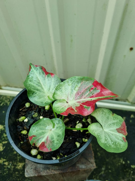 Caladium - Raspberry Splash