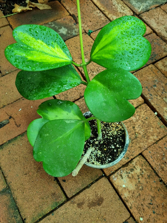 Hoya-Kerrii - Reverse Variegata