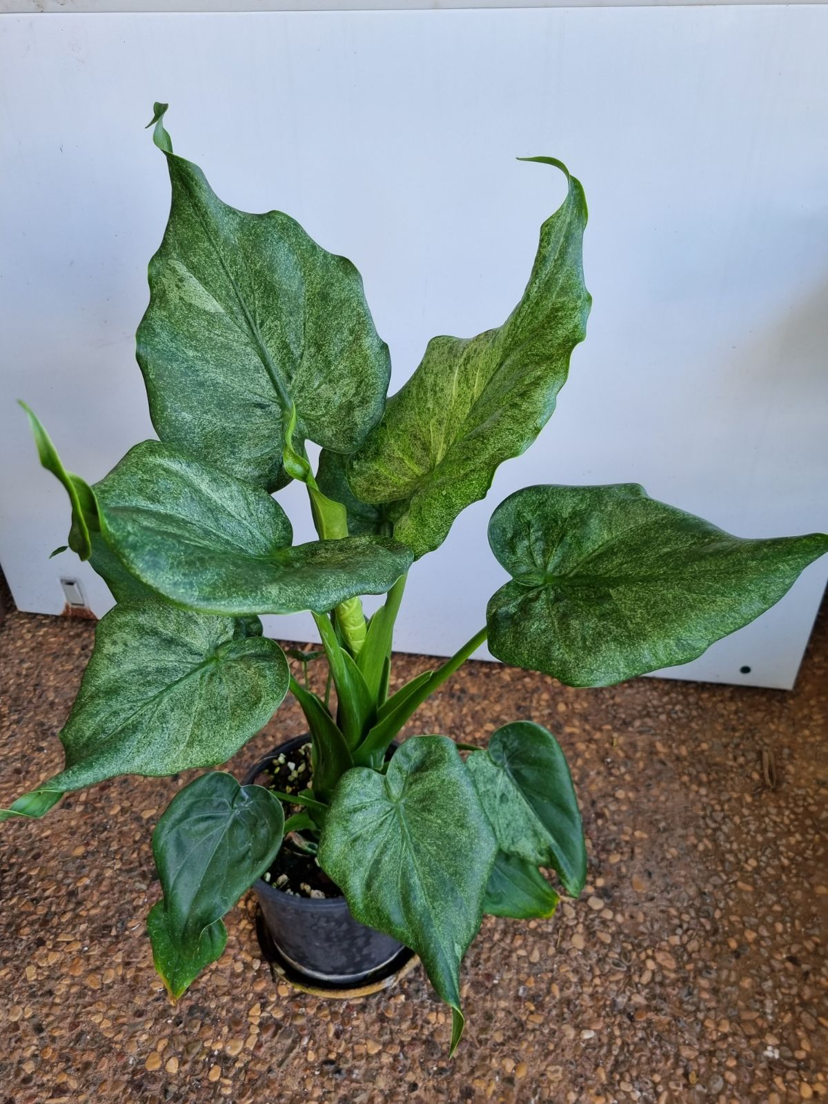 Alocasia - Cucullata Mints Var.